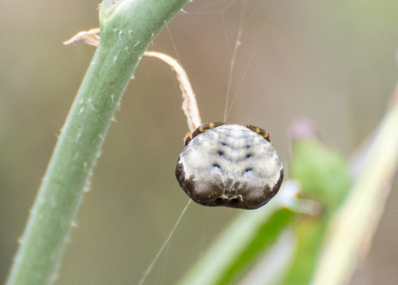 Bolas spider - Mastophora cornigera