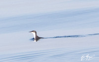 Scripps's murrelet - Synthliboramphus scrippsi