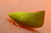 Torpedo bug - Siphanta acuta