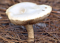 Gill Mushrooms
