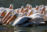 American White Pelican - Pelecanus erythrorhynchos