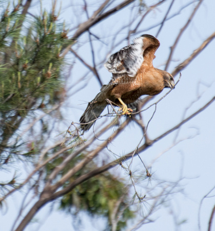 Red-shouldered Hawk - Buteo elegans