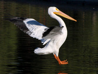 American White Pelican - Pelecanus erythrorhynchos