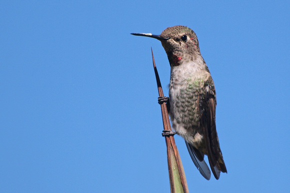 Anna's Hummingbird - Calypte anna