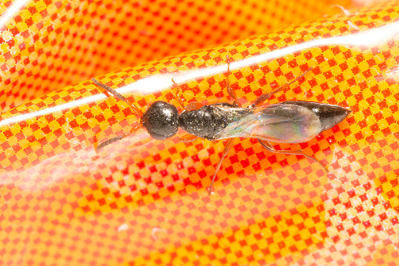 Flat Wasp - Family Bethylidae