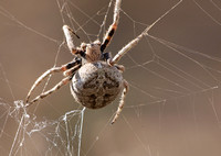 Orb weaver - Araneus andrewsi