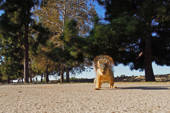 Eastern fox squirrel  - Sciurus niger