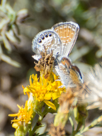 Pygmy-Blue - Brephidium exilis