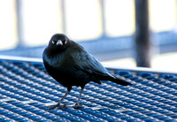 Brewer's Blackbird - Euphagus cyanocephalus