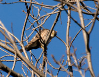 Sharp-shinned Hawk - Accipiter striatus