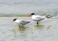 Caspian Tern - Hydroprogne caspia