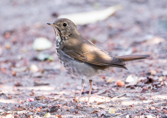 Hermit Thrush - Catharus guttatus