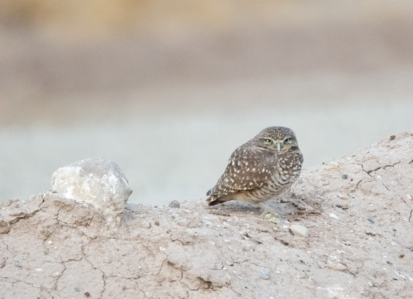 Burrowing Owl - Athene cunicularia