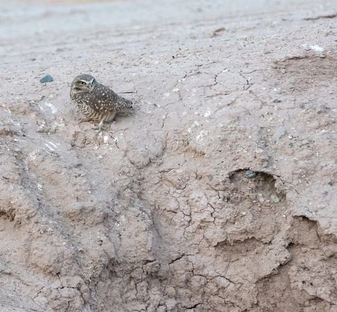 Burrowing Owl - Athene cunicularia