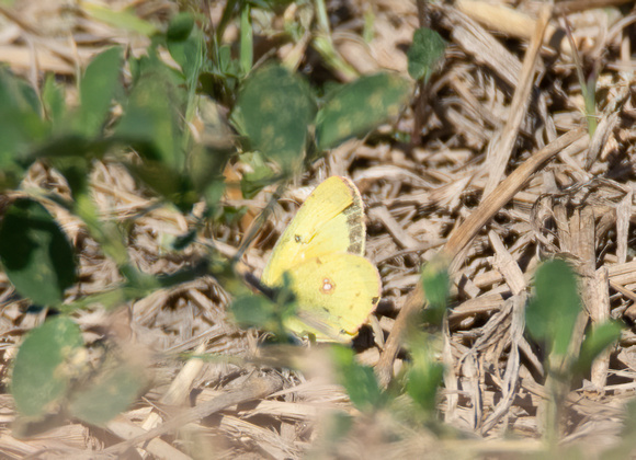 Orange sulphur - Colias eurytheme