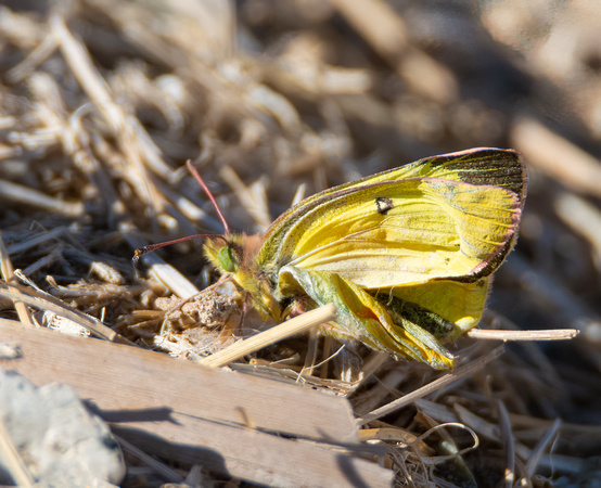 Orange sulphur - Colias eurytheme