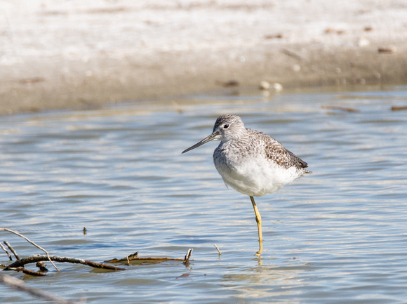 Greater Yellowlegs - Tringa melanoleuca