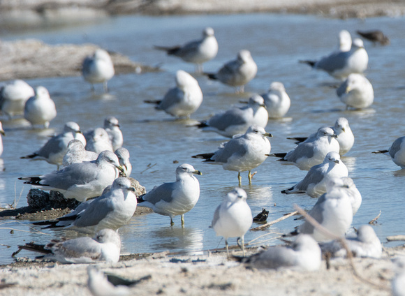 Ring-billed Gull -  Larus delawarensis