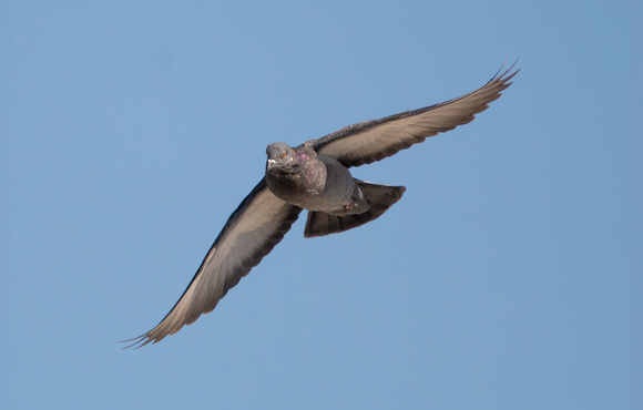 Rock Pigeon - Columba livia