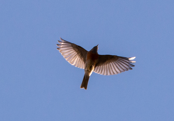 Western Bluebird - Sialia mexicana