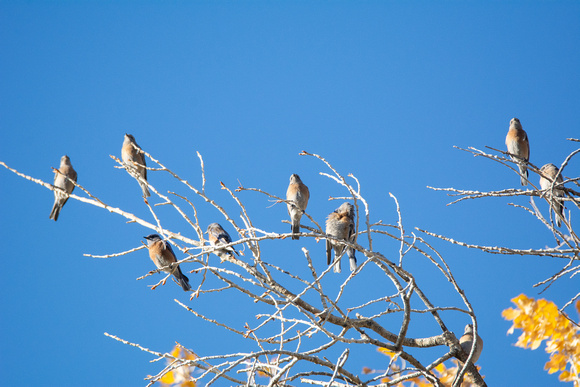 Western Bluebird - Sialia mexicana