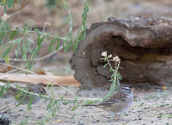 White-crowned Sparrow - Zonotrichia leucophyrs