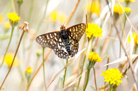 Variable checkerspot - Euphydryas chalcedona