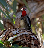 Red-naped Sapsucker - Sphyrapicus nuchalis