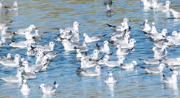 Bonaparte's Gull - Chroicocephalus philadelphia