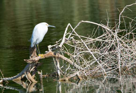 Snowy Egret - Egretta thula