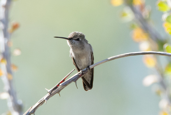 Costa's Hummingbird - Calypte costae