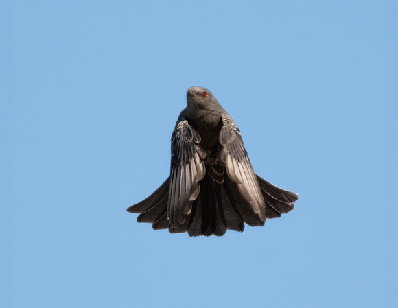 Phainopepla - Phainopepla nitens