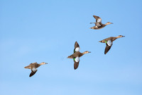 Blue-winged Teal - Spatula discors