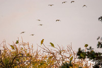 Parrots - Amazona sp.