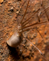 Long-bodied cellar spider - Pholcus phalangioides