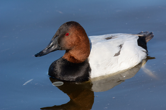 Canvasback - Aythya valisineria