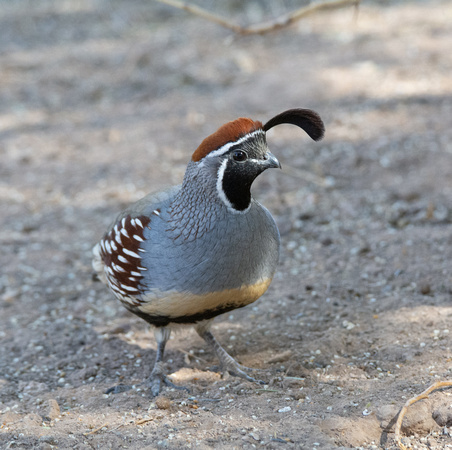 Gambel's Quail - Callipepla gambelii