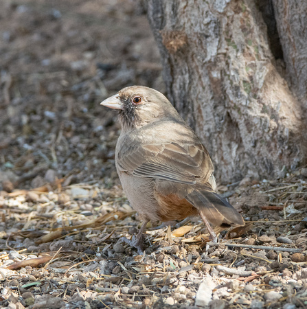 Abert's Towhee - Melozone aberti