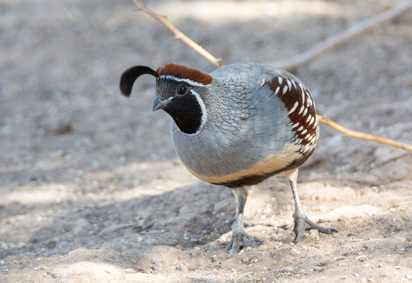 Gambel's Quail - Callipepla gambelii