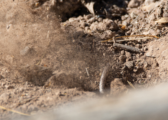 Round-tailed Ground Squirrel - Spermophilus tereticaudus