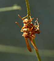 Paper wasp - Polistes apachus