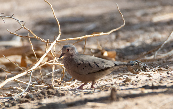 Common Ground-Dove - Columbina passerina