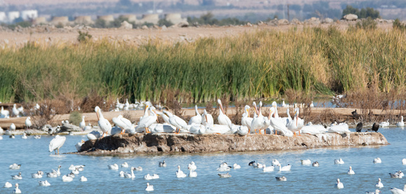 American White Pelican - Pelecanus erythrorhynchos