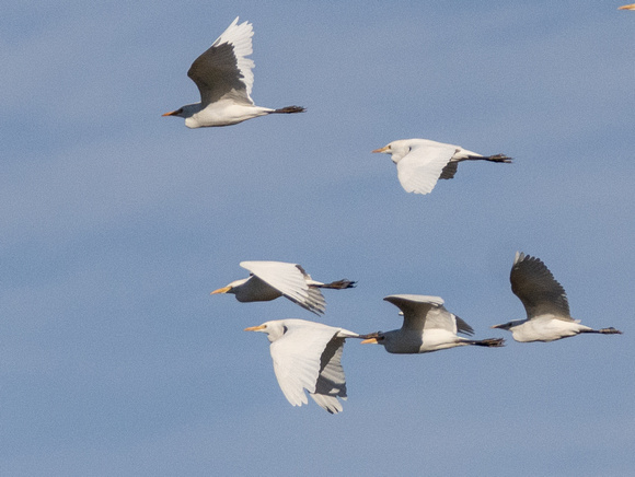 Cattle Egret - Bubulcus ibis