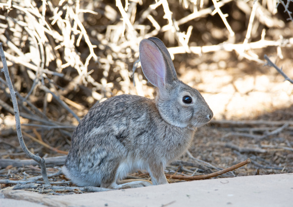 Desert cottontail  - Sylvilagus audubonnii