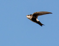 White-throated Swift - Aeronautes saxatalis