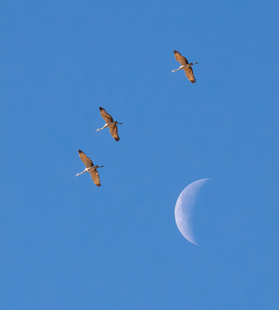 Sandhill Crane - Grus canadensis