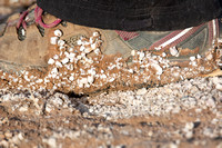Shoes with mud dipped in Salton Sea Barnacle - Balanus amphitrite ssp. saltonensis