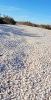 'Sand' is thick layers of Salton Sea Barnacle - Balanus amphitrite ssp. saltonensis