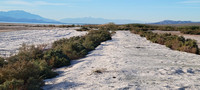 'Sand' is thick layers of Salton Sea Barnacle - Balanus amphitrite ssp. saltonensis